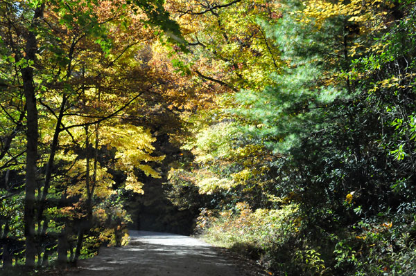 fall colors on a narrow, curvy, dirt road